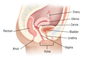 Vaginitis side view